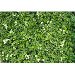 Изкуствена трева за стена