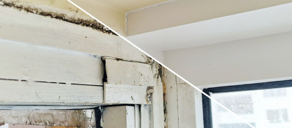 Имате проблеми с мухъла?